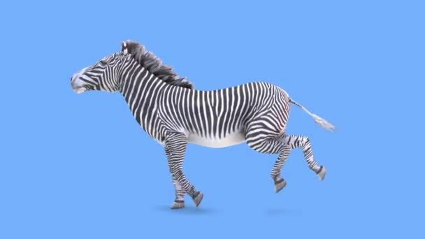 Rendering Zebra — Stock Video