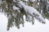 Smrk pichlavý větve pokryté sněhem 