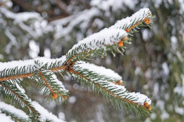 Mavi Ladin şube karla kaplı bir kış gününde