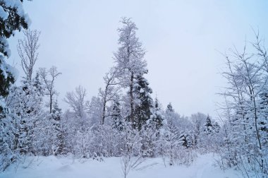Kış orman beyaz karla kaplı bir kış tatil