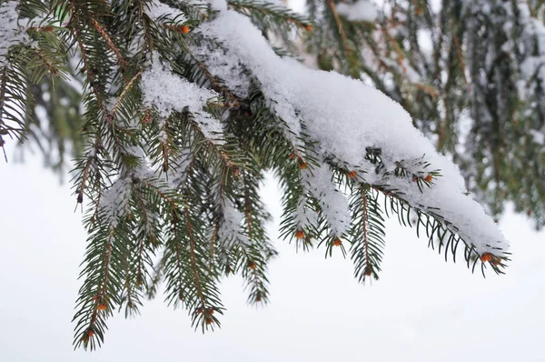 Blue Spruce Branch Covered Snow — Stock Photo, Image