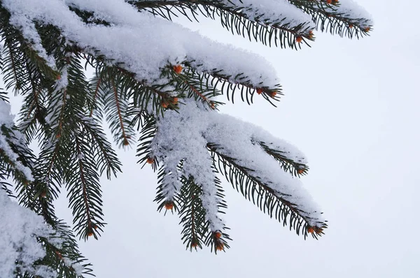 Rama Abeto Azul Cubierta Nieve Día Invierno —  Fotos de Stock