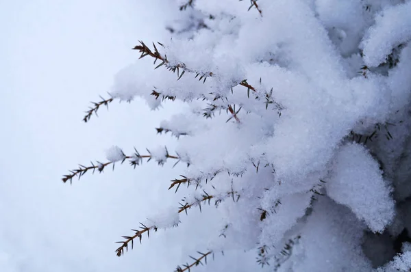 Ramas Enebro Cubiertas Nieve Blanca Día Invierno — Foto de Stock