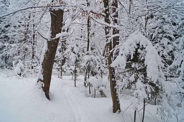 Bosque Invierno Cubierto Nieve Blanca Unas Vacaciones Invierno — Foto de Stock