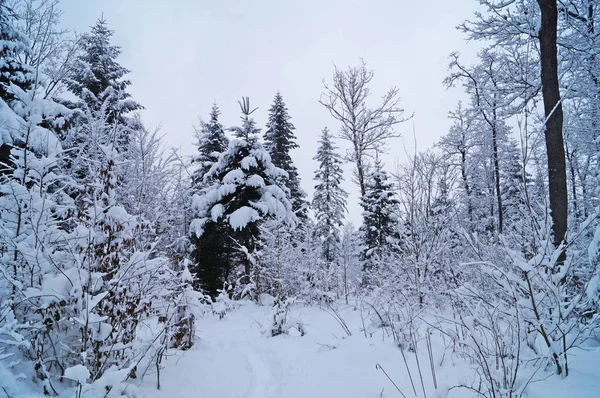 Winter Forest Covered White Snow Winter Holiday — Stock Photo, Image