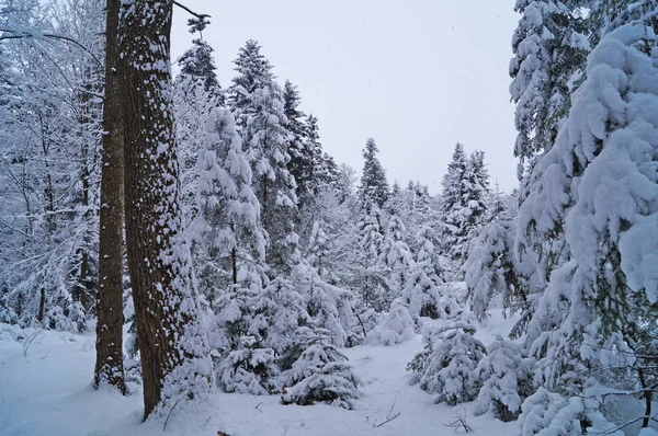 Зимний Лес Покрытый Белым Снегом Зимний Отпуск — стоковое фото