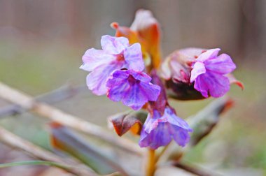 Çiçekler ve Pulmonaria tomurcukları bahar açıklıkta pembe ve mor yaprakları ile                               