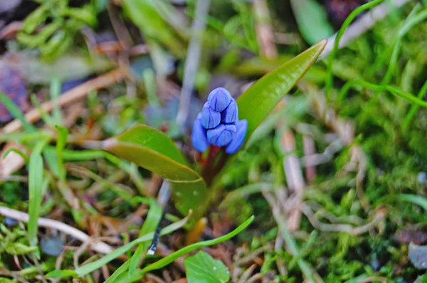 Bahar Scilla Mavi Çiçekler Yeşil Çim Güneşli Çayır Üzerinde Tomurcukları — Stok fotoğraf
