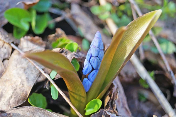 Primavera Scilla Con Flores Azules Brotes Prado Soleado Hierba Verde — Foto de Stock
