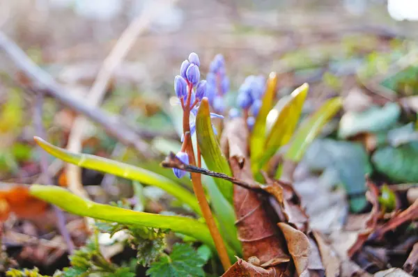 Весна Силла Голубыми Цветами Бутонами Солнечном Лугу Зеленой Траве — стоковое фото