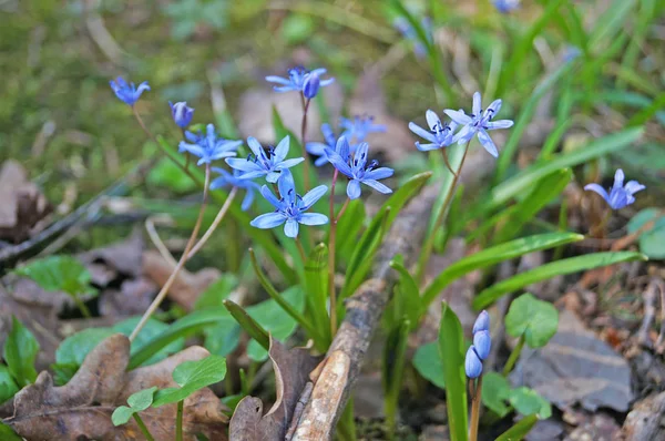 잔디에 햇볕이 풀밭에 Scilla — 스톡 사진