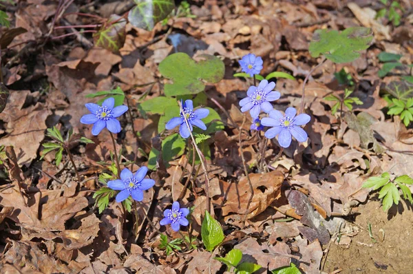 Wiosenne Kwiaty Hepatica Niebieski Pąki Wiosna Łąka — Zdjęcie stockowe