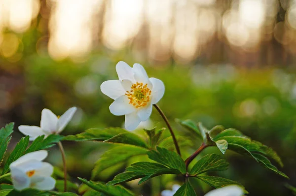 Orman Anemon yeşil çim bir arka plan üzerinde beyaz yaprakları ile                               