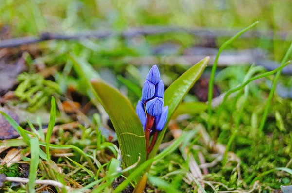 Lente Scilla Met Blauwe Bloemen Knoppen Zonnige Weide Groen Gras — Stockfoto