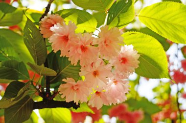 Sakura çiçekler dal üzerinde pembe hassas yaprakları ile