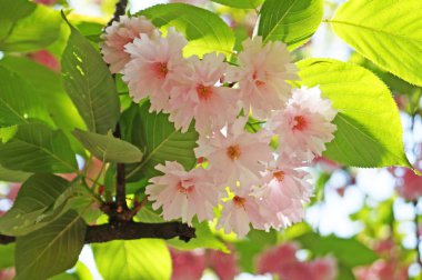 Sakura çiçekler dal üzerinde pembe hassas yaprakları ile