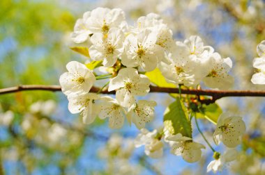 Kiraz ve tatlı kiraz çiçekleri yeşil yaprakları ile bir ağaç dalı üzerinde hassas Beyaz yaprakları ile