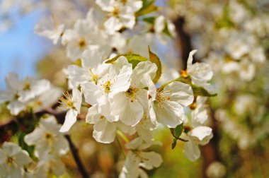 Kiraz ve tatlı kiraz çiçekleri yeşil yaprakları ile bir ağaç dalı üzerinde hassas Beyaz yaprakları ile