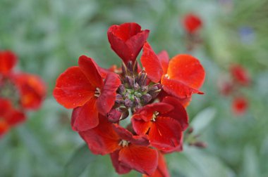 Dal yeşil yaprakları ile kırmızı parlak yaprakları ile Sardunya çiçekleri