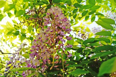 Wisteria bush Bush yeşil yaprakları ile hassas mor çiçekler ile                               