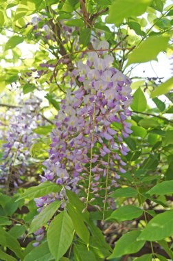 Wisteria bush Bush yeşil yaprakları ile hassas mor çiçekler ile                               