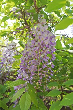 Wisteria bush Bush yeşil yaprakları ile hassas mor çiçekler ile                               