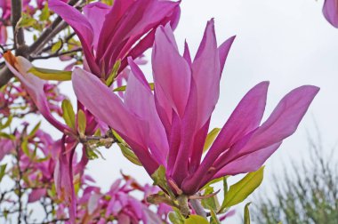 Manolya çiçek dal narin pembe yaprakları ile                               