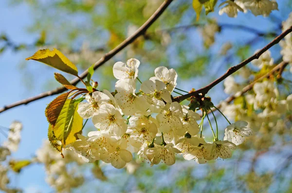 Вишневые Сладкие Вишневые Цветы Нежными Белыми Лепестками Ветке Дерева Зелеными — стоковое фото