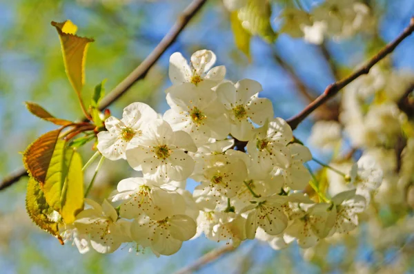 Flores Cereza Cereza Dulce Con Delicados Pétalos Blancos Una Rama — Foto de Stock