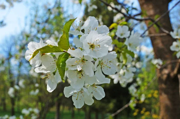 Fleurs Cerisier Cerisier Doux Aux Délicats Pétales Blancs Sur Une — Photo