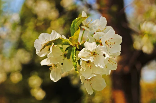 Flores Cereza Cereza Dulce Con Delicados Pétalos Blancos Una Rama — Foto de Stock