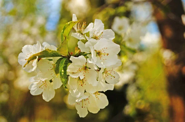 Вишневые Сладкие Вишневые Цветы Нежными Белыми Лепестками Ветке Дерева Зелеными — стоковое фото