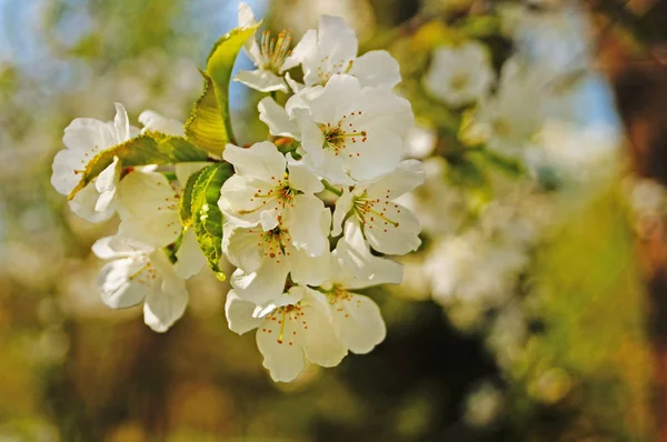 樱桃和甜樱桃花与微妙的白色花瓣在树枝上与绿叶 — 图库照片