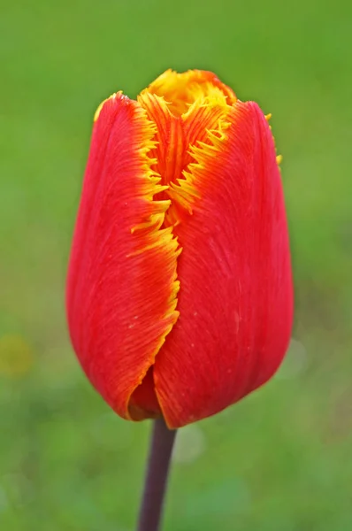 Fleur Tulipes Aux Pétales Rouges Jaunes Sur Fond Vert — Photo