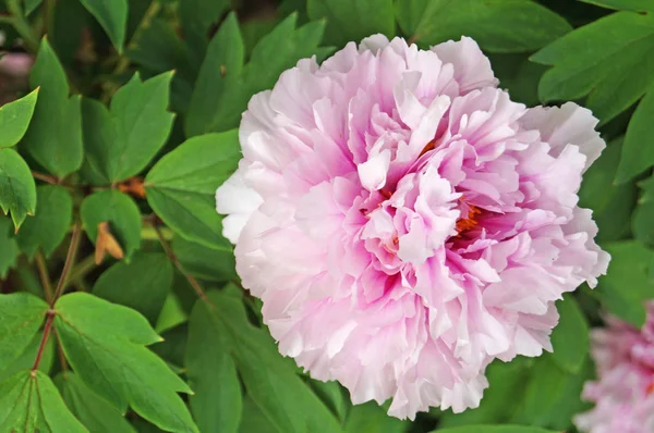 Fleur Pivoine Aux Pétales Roses Centre Jaune Sur Buisson Aux — Photo