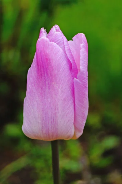 Flor Tulipán Con Delicados Pétalos Morados Sobre Fondo Verde — Foto de Stock