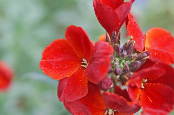 Flores Geranio Con Pétalos Rojos Brillantes Una Rama Con Hojas — Foto de Stock