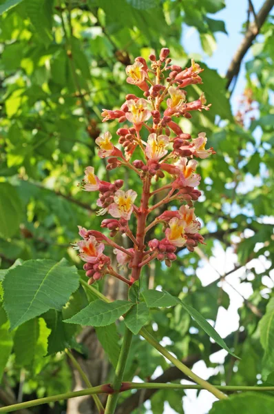 Fleurs Châtaignier Rose Sur Une Branche Arbre Jour Printemps — Photo