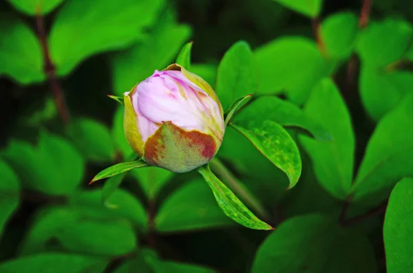 Bourgeon Pivoine Rose Sur Buisson Aux Feuilles Vertes — Photo