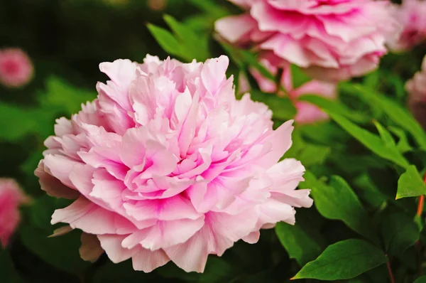 Flor Peonía Con Pétalos Rosados Centro Amarillo Arbusto Con Hojas — Foto de Stock