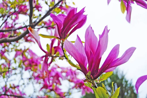 Magnolienblüte Mit Zartrosa Blütenblättern Auf Einem Zweig — Stockfoto