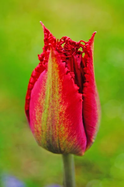 Tulipán Rojo Verde Con Delicados Pétalos Sobre Fondo Verde — Foto de Stock