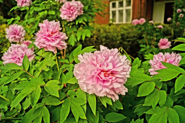 Bir yaz gününde evin yanında kabarık pembe peonies çalılar                               