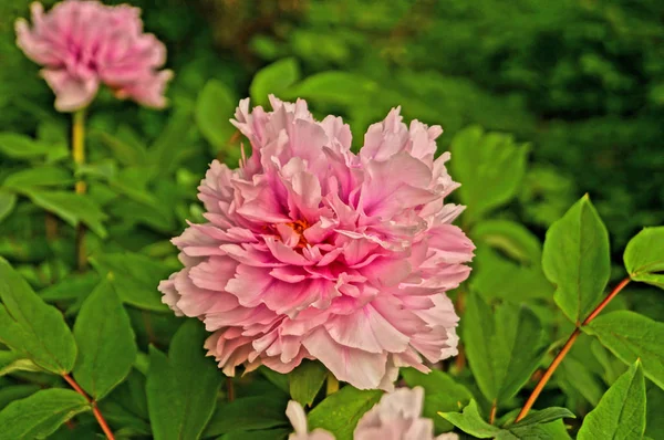 Fleur Pivoine Aux Pétales Roses Centre Jaune Sur Buisson Aux — Photo