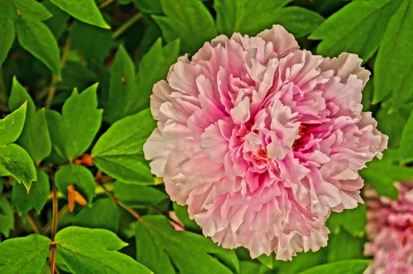 Fleur Pivoine Aux Pétales Roses Centre Jaune Sur Buisson Aux — Photo