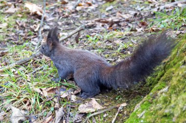 Fındık kenevir bir güneşli bahar gün yeme. kabarık siyah kürk ile sincap