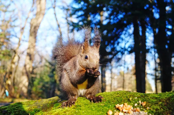 Eekhoorn Met Pluizige Zwarte Vacht Eten Van Noten Hennep Een — Stockfoto