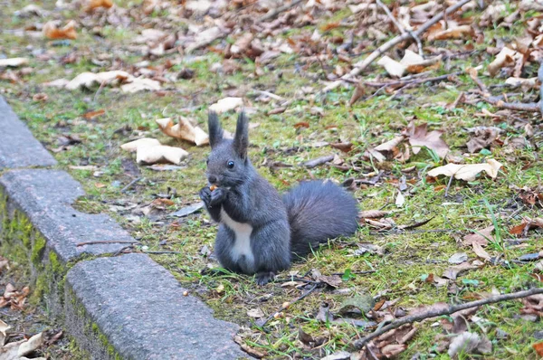 Eichhörnchen Mit Flauschigem Schwarzem Fell Frisst Einem Sonnigen Frühlingstag Nüsse — Stockfoto
