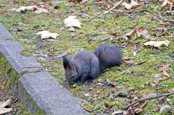 Wiewiórka Puszyste Czarne Futro Jedzenie Orzechów Konopi Słoneczny Wiosenny Dzień — Zdjęcie stockowe