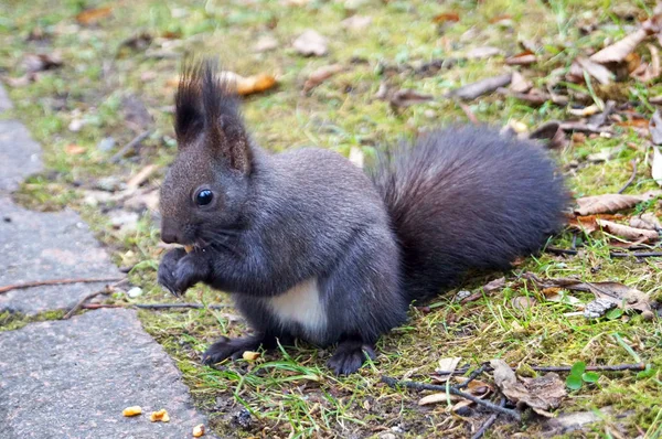 Eichhörnchen Mit Flauschigem Schwarzem Fell Frisst Einem Sonnigen Frühlingstag Nüsse — Stockfoto